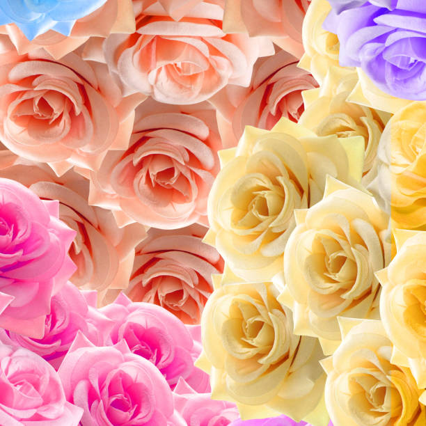 istock five rose color flowers background, nature, template, banner, decor, pattern, copy space 1430971411