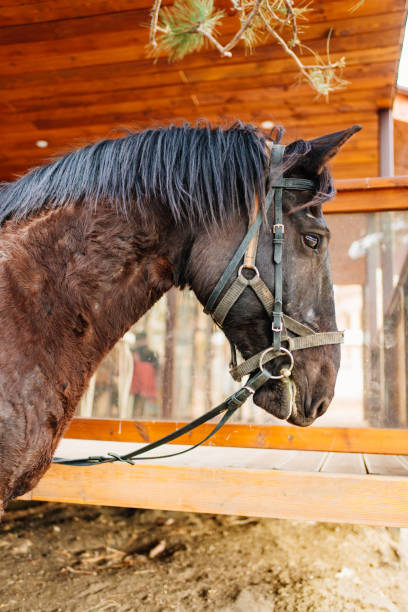 istock a beautiful black harnessed horse. horse riding. 1430975282