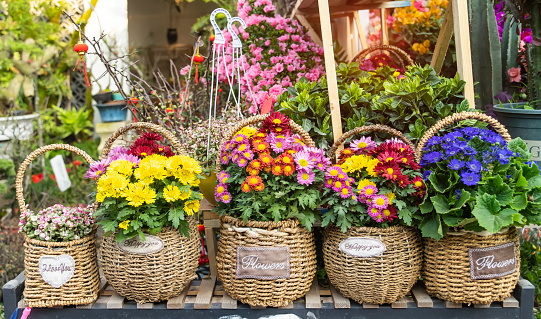 A hanging basket full of flowers, including I believe Convolvulus, and Lobelia, on a white wall