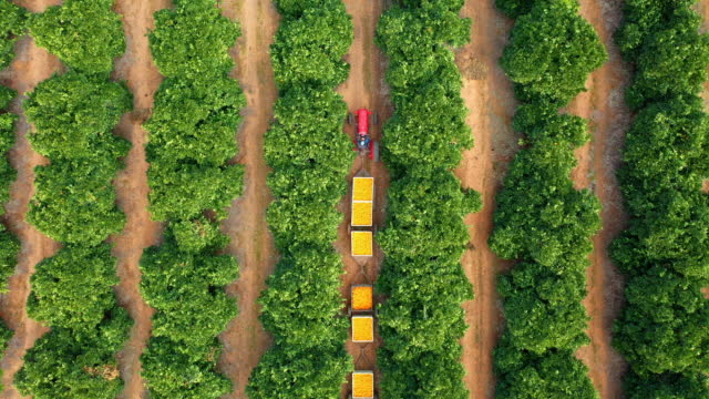 Orange fruit farm, tractor train transportation and food production process for agriculture, export and commercial industry with drone. Aerial farming driver driving by citrus trees or plants land