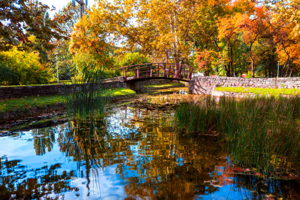 wooden bridge on the pond at the city park. - frog water lily pond sunlight imagens e fotografias de stock