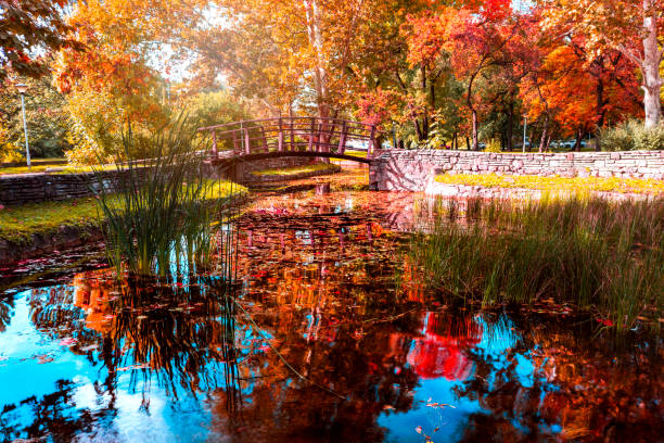 wooden bridge on the pond at the city park. - frog water lily pond sunlight imagens e fotografias de stock