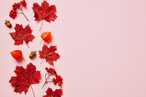 Autumn flat lay composition. Red maple leaves, rowan, physalis flowers on pastel pink background. Top view. Minimal style.