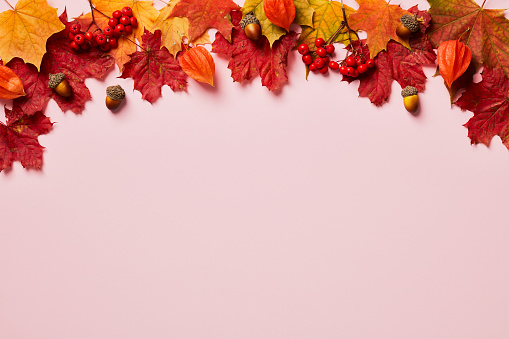 Autumn frame top border made of maple leaves, acorns, physalis flowers, rowan on pastel pink background. Autumn, fall concept. Thanksgiving Day card template.