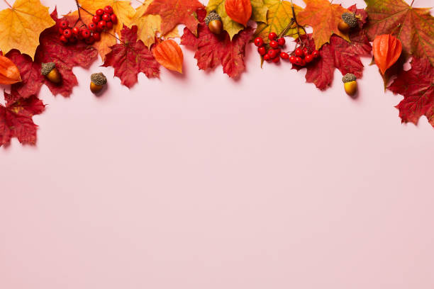 borda superior do quadro de outono feita de folhas de bordo, nozes, flores de physalis, rowan no fundo rosa pastel. outono, conceito de outono. modelo de cartão do dia de ação de graças. - japanese lantern fotos - fotografias e filmes do acervo