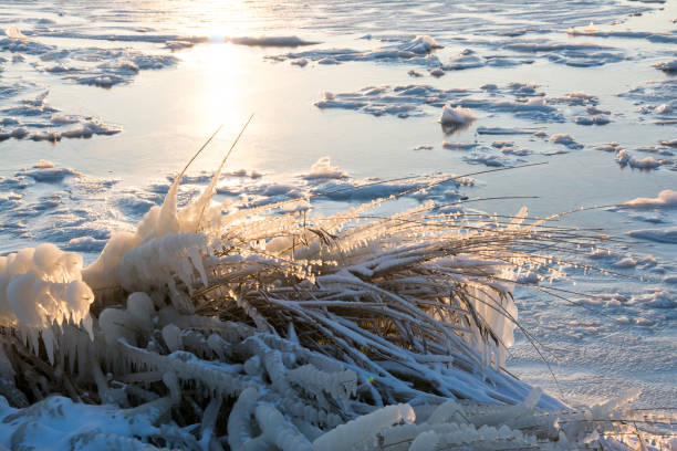 A reed collar in winter backlight along the shore of the Veluwemeer in Flevoland has been frozen by splashing water, causing erratic icicles to form.