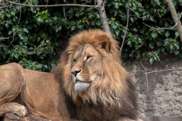 istock Side View Male Lion At Amsterdam The Netherlands 1430981252