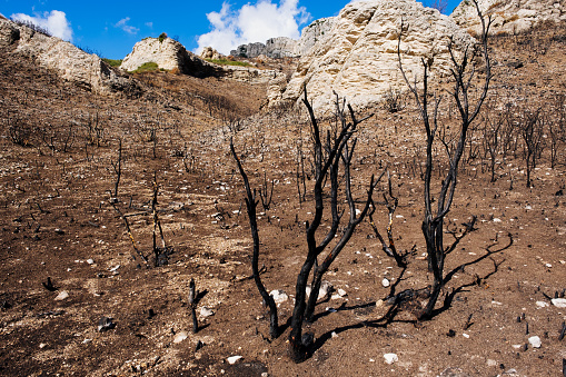 Fire damaged forest on the Alpilles range of hills south of St Remy de Provence, France.