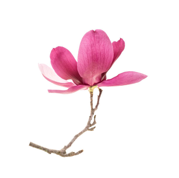 istock magnolia flowers isolated on white 1430983770