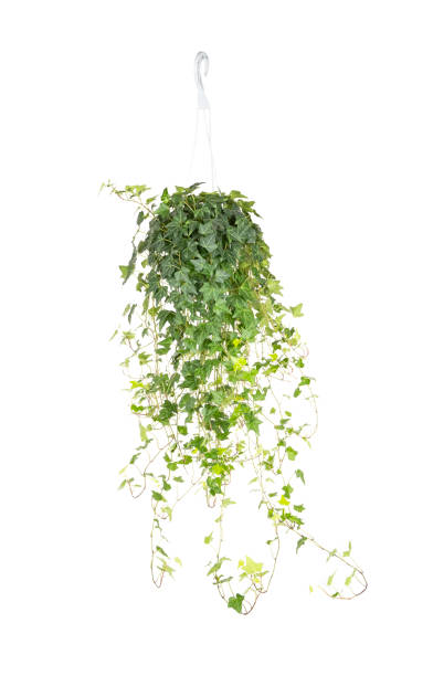 istock ivy leaves isolated on white 1430983773