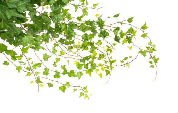 istock ivy leaves isolated on white 1430983822