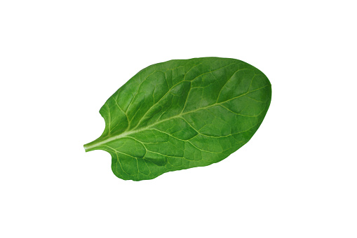 Flawless green fresh spinach leaf on white background. Close-up photo