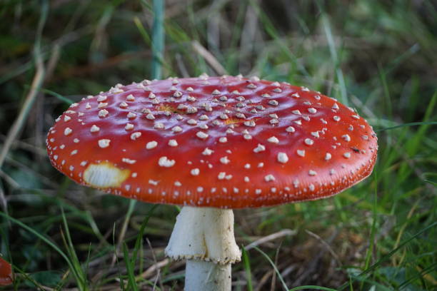 istock Macro photo of red toadstool against green background 1430985500