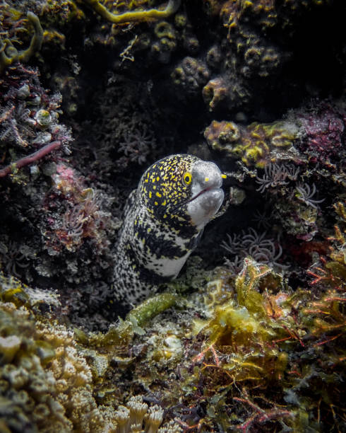 снежинка мурена - snowflake moray eel стоковые фото и изображения