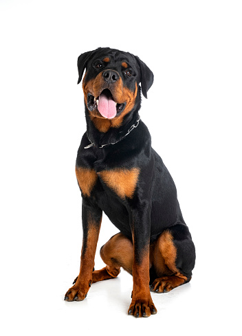 puppy rottweiler in front of white background