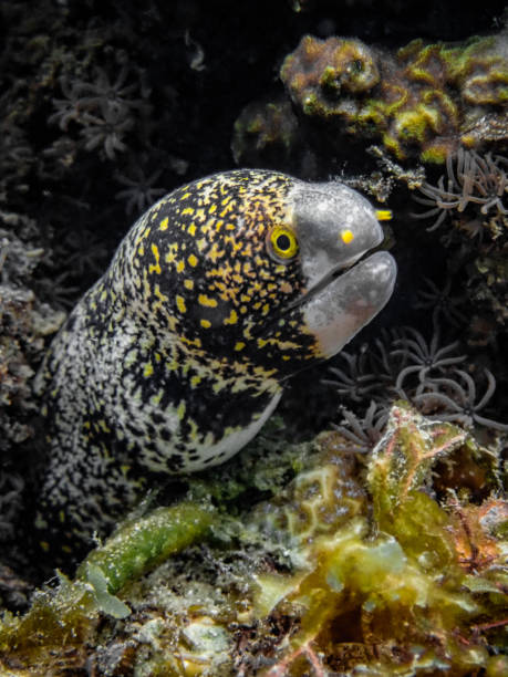 снежинка мурена - snowflake moray eel стоковые фото и изображения