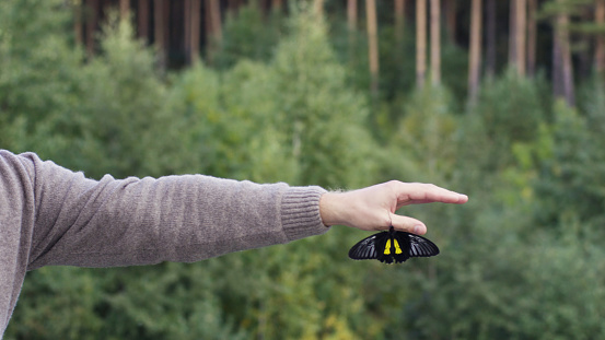 Side view of a middle aged caucasian man holding a beautiful large butterfly. Black and yellow big butterfly sitting and spreading its wings on a human open palm.