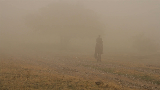 Man riding dark brown horse across field near big tree in thick fog. Cowboy is riding the horse fast in low evening light.