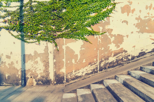 Ivy on the white wall beside the road staircase