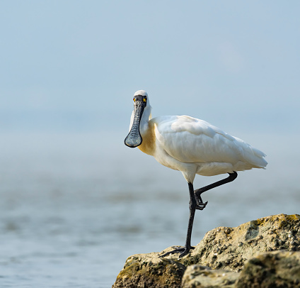 Black-faced Spoonbill in shenzhen China