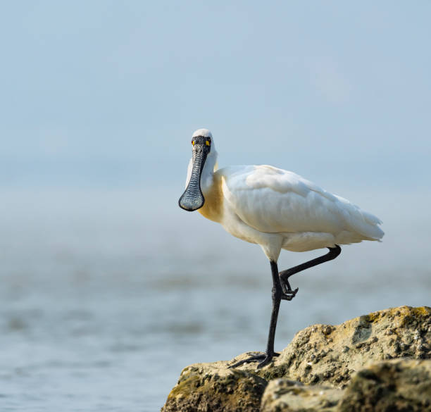 black-faced spoonbill w shenzhen chiny - lap pool obrazy zdjęcia i obrazy z banku zdjęć