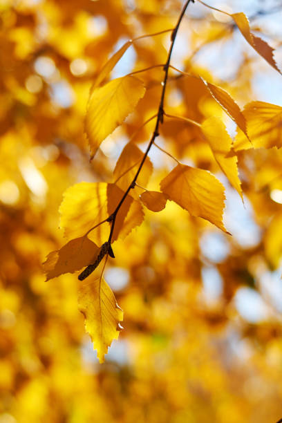 istock background with autumn yellow leaves in sunny day 1430993943
