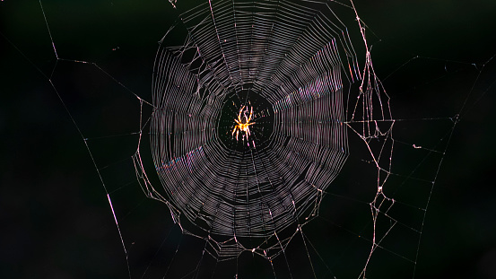 A spider net in close-up with an illuminated spider in the middle on  a black background