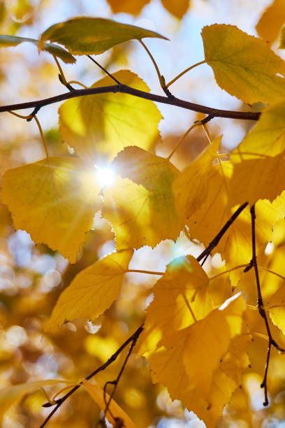 istock background with autumn yellow leaves in sunny day 1430994958