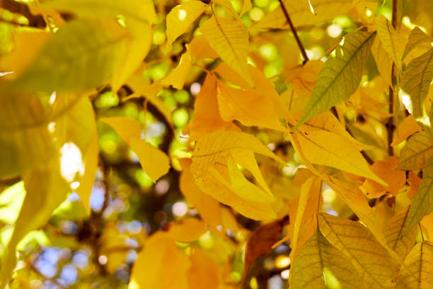 istock background with autumn yellow leaves sunny day 1430995011
