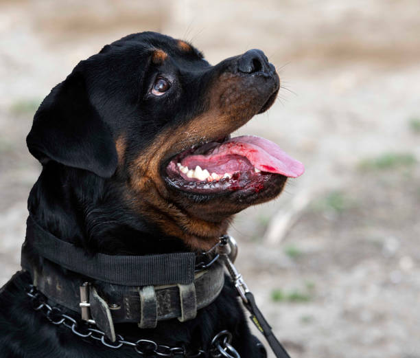 istock training of  rottweiler 1430995253
