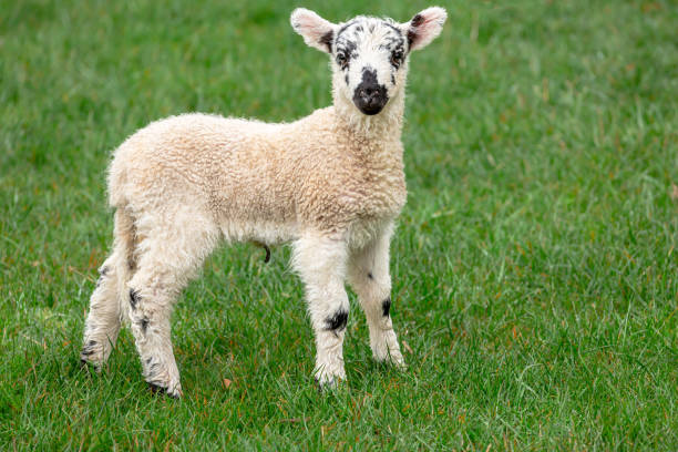 istock Very young, alert, Swaledale mule lamb in Springtime.  Facing camera and stood in a lush green field.  Yorkshire Dales, UK.  Clean background. 1430996032