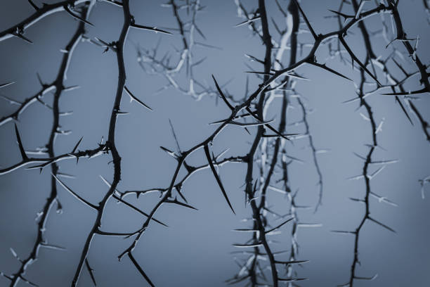 Dark forest with thorn tree branches and fog