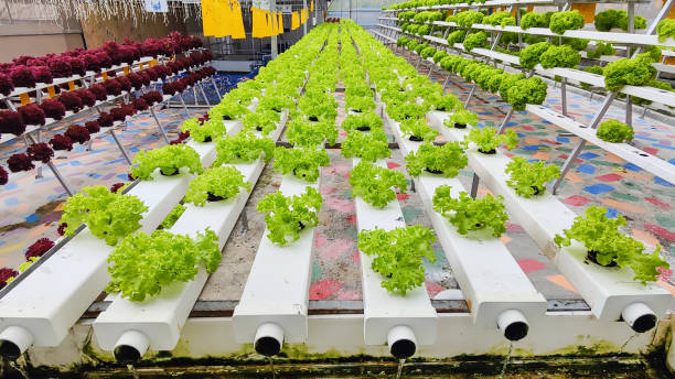 istock Hydroponic Organic vegetable cultivation farm. 1430997650