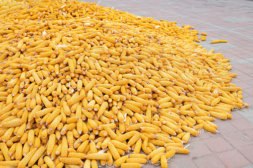 Corn laid out to dry, china, Asia