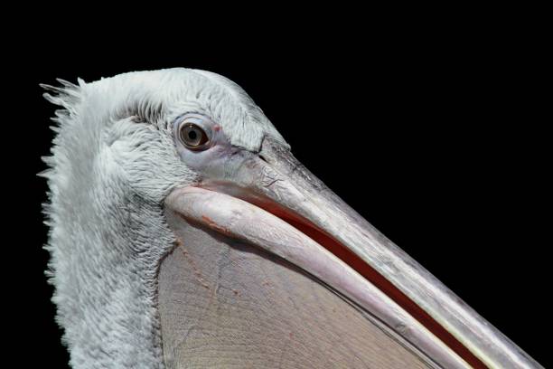 istock Extreme close up pelican 1430998487