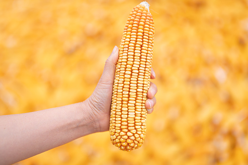 Cropped Hand Of Man Holding Sweetcorn