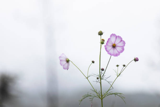 Flor rosa del cosmos floreciendo en un día lluvioso - foto de stock