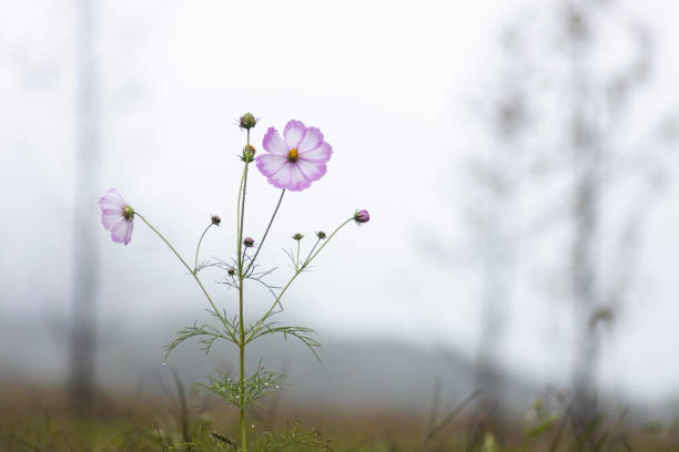 Flor rosa del cosmos floreciendo en un día lluvioso - foto de stock