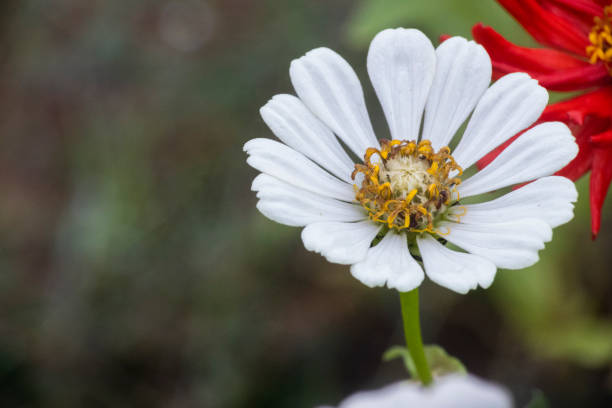 flor silvestre floreciendo en un día lluvioso - foto de stock