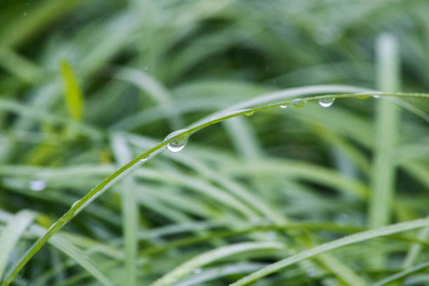 Gotas de lluvia colgando de la hierba en un día lluvioso - foto de stock