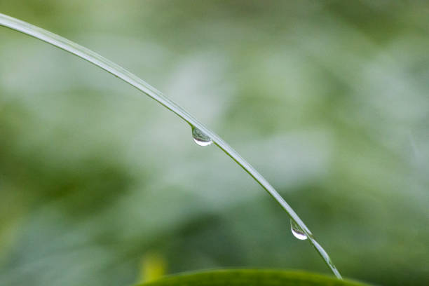 Gotas de lluvia colgando de la hierba en un día lluvioso - foto de stock