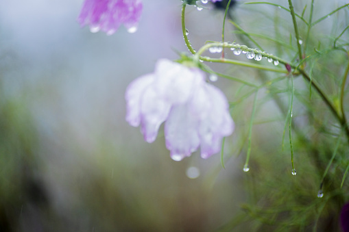 On rainy days, pink cosmos flowers and raindrops hang from the petals and the background is blurred