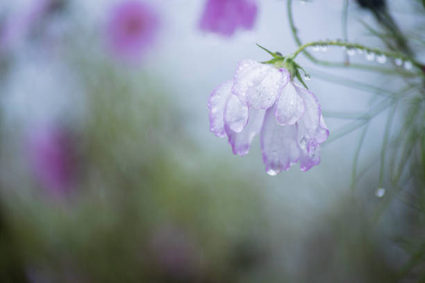 On rainy days, pink cosmos flowers and raindrops hang from the petals and the background is blurred