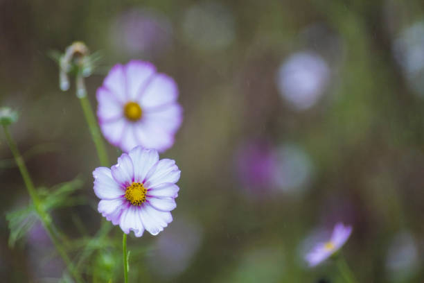 Flor rosa del cosmos floreciendo en un día lluvioso - foto de stock