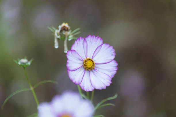 Flor rosa del cosmos floreciendo en un día lluvioso - foto de stock