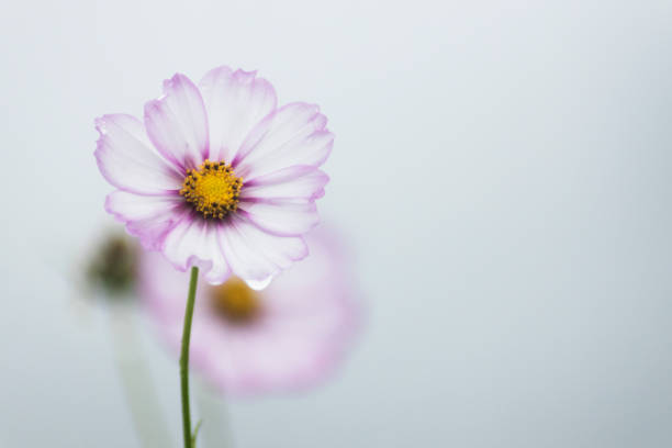 Flor rosa del cosmos floreciendo en un día lluvioso - foto de stock