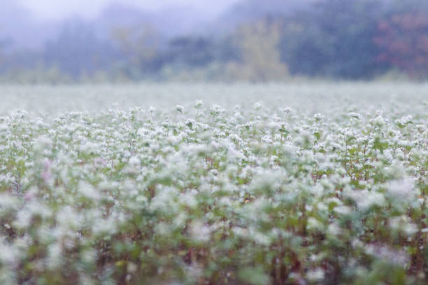 Flor de trigo sarraceno floreciendo en un día lluvioso - foto de stock