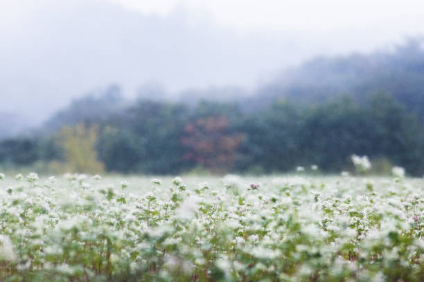 Flor de trigo sarraceno floreciendo en un día lluvioso - foto de stock