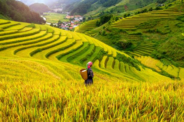 A Hmong woman on rice terraces in Mu Cang Chai, Yen Bai, Vietnam. A Hmong woman on rice terraces in Mu Cang Chai, Yen Bai, Vietnam. rice terrace stock pictures, royalty-free photos & images