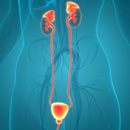 3D Illustration Concept of Human Urinary System Kidneys with Bladder Anatomy